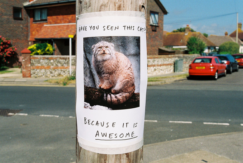Funny Missing Pet Flyer.