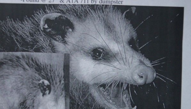 funny lost pet flyer